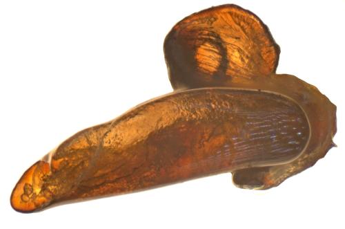 Pterostichus infimus